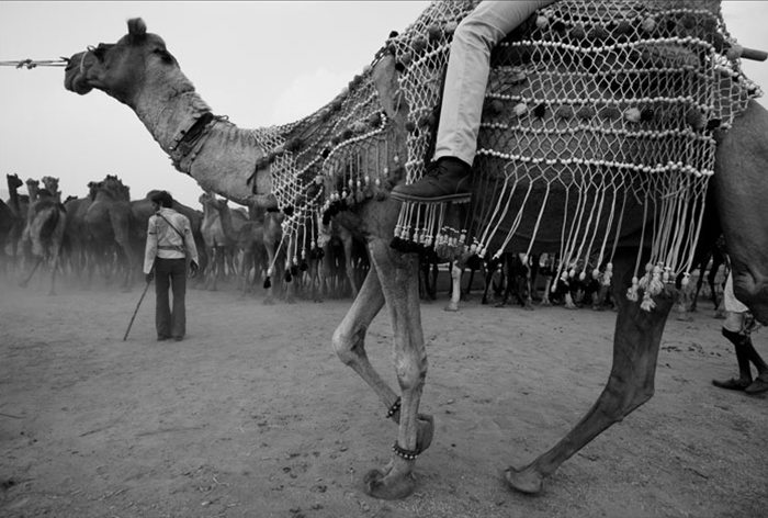 Pushkar Camel Fair