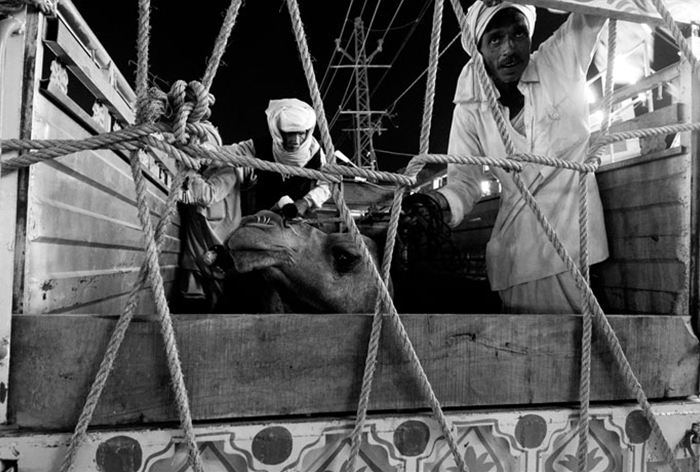 Pushkar Camel Fair